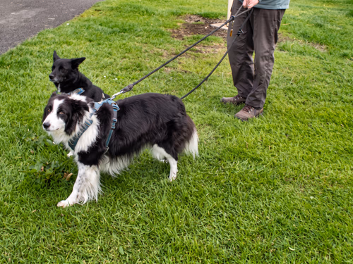 Two dogs on leads on the grass at Tweedside Caravan Park, a black and white collie and a smaller black dog behind it