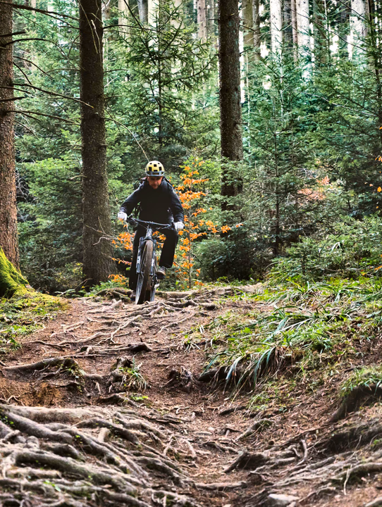 A mountain biker riding a rooty forest trail through the trees
