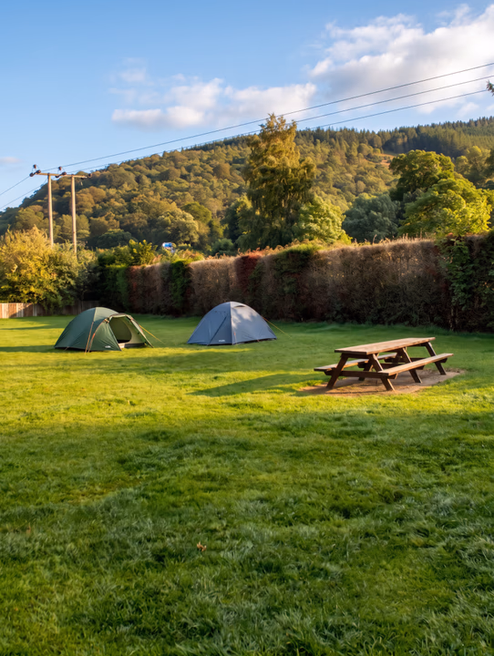 Two dome tents and a picnic bench on the camping field, with a beech hedge and wooded hill behind